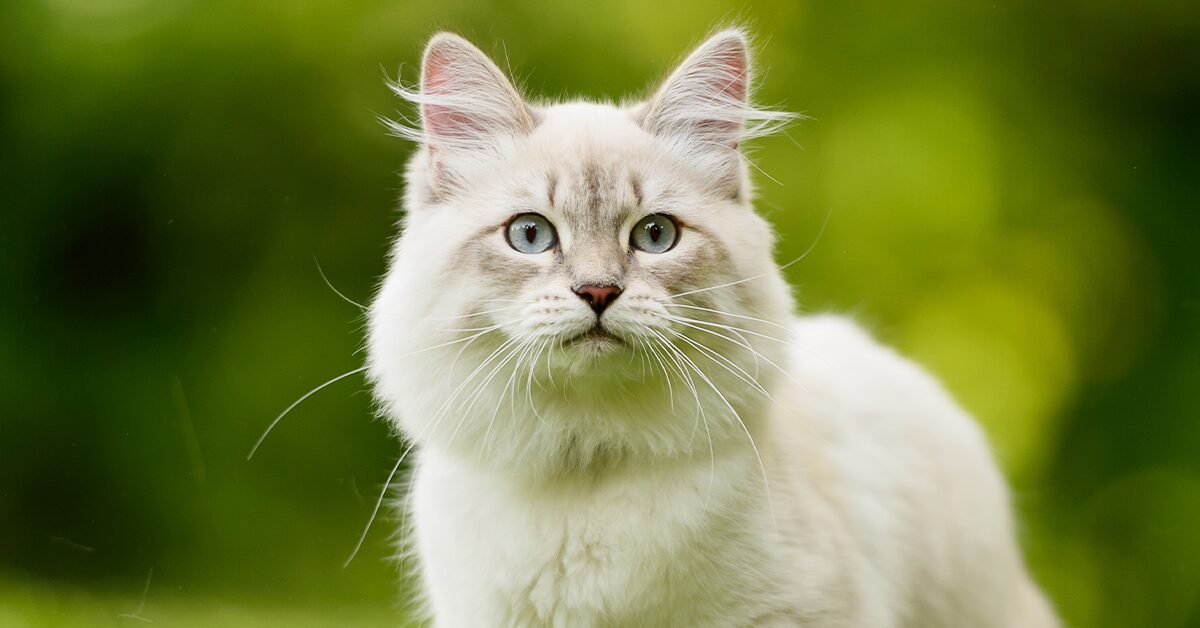 white tabby siberian cat