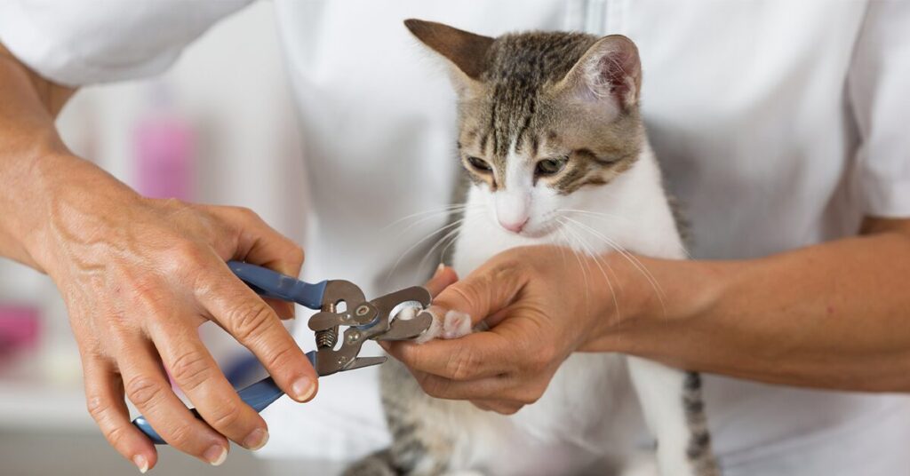 How to Trim a Cat’s Nails The StepbyStep Guide — Pumpkin®