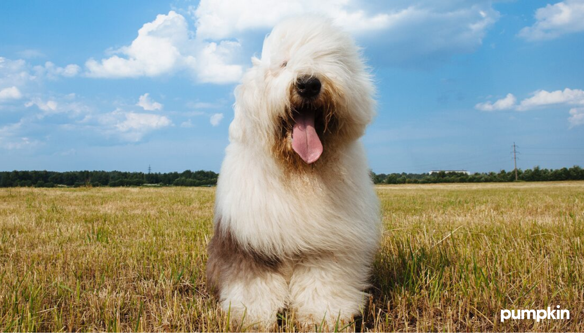 big fluffy dog sitting in field of grass with its tongue out