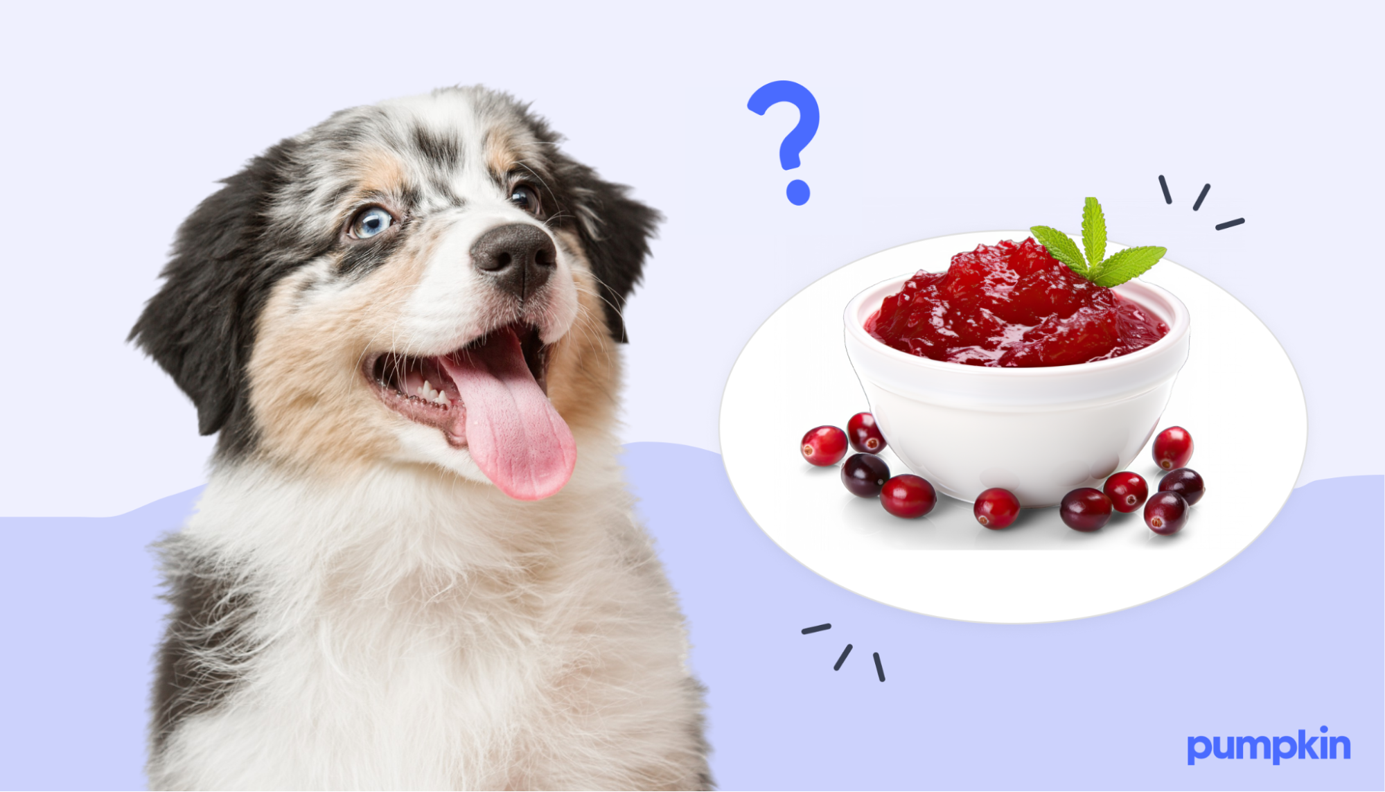 A dog with its tongue out looking at bowl of cranberries