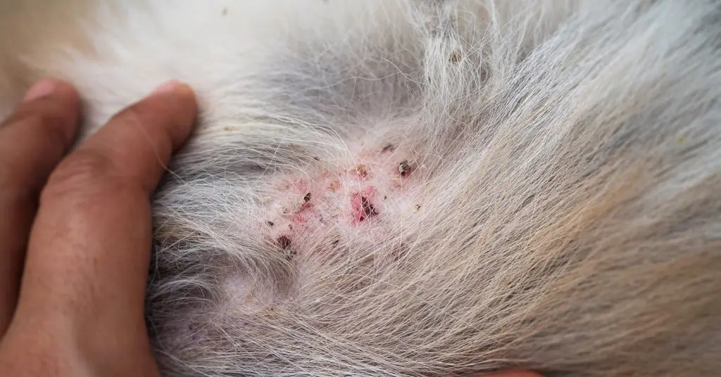 what are the bumps on my dogs skin