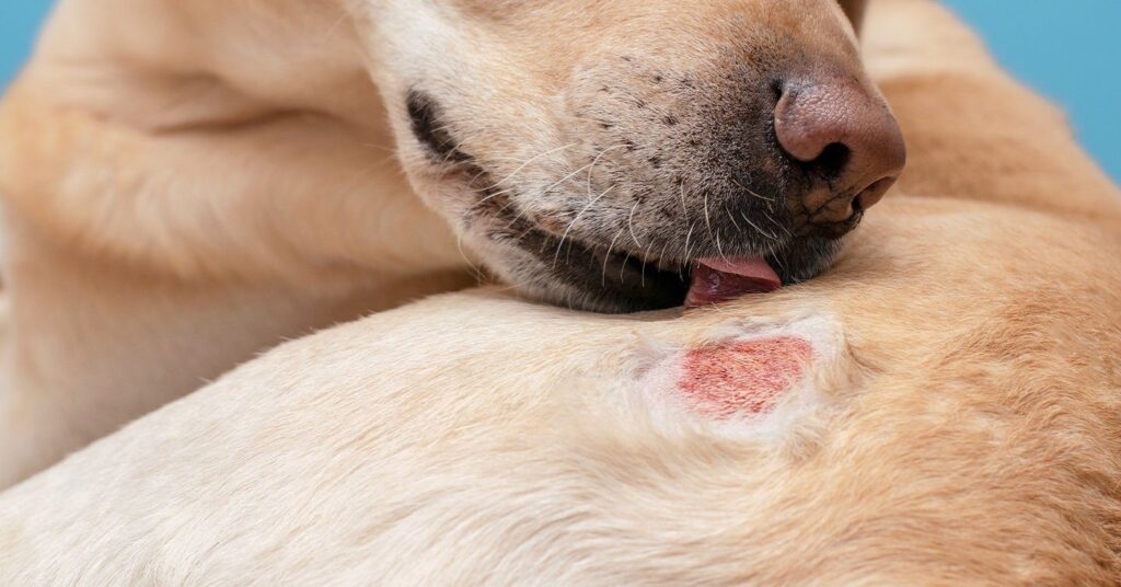 Common Skin Problems In Dogs And How To Treat Them 2023 