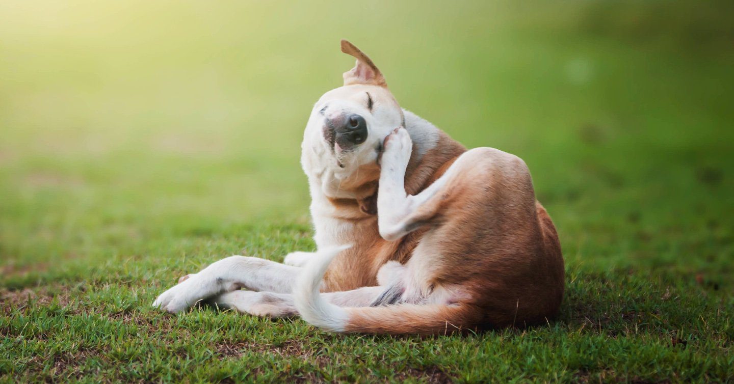 what causes itching in puppies