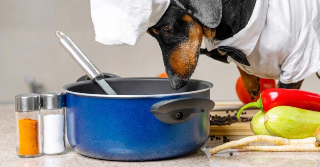 Can Dogs Have Salt? Health Risks Explained — Pumpkin®