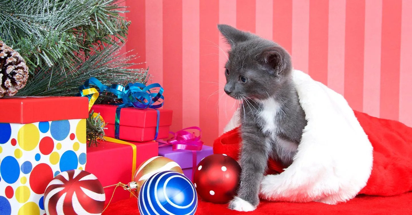  Russian Blue Cat Wear Christmas hat Glittering