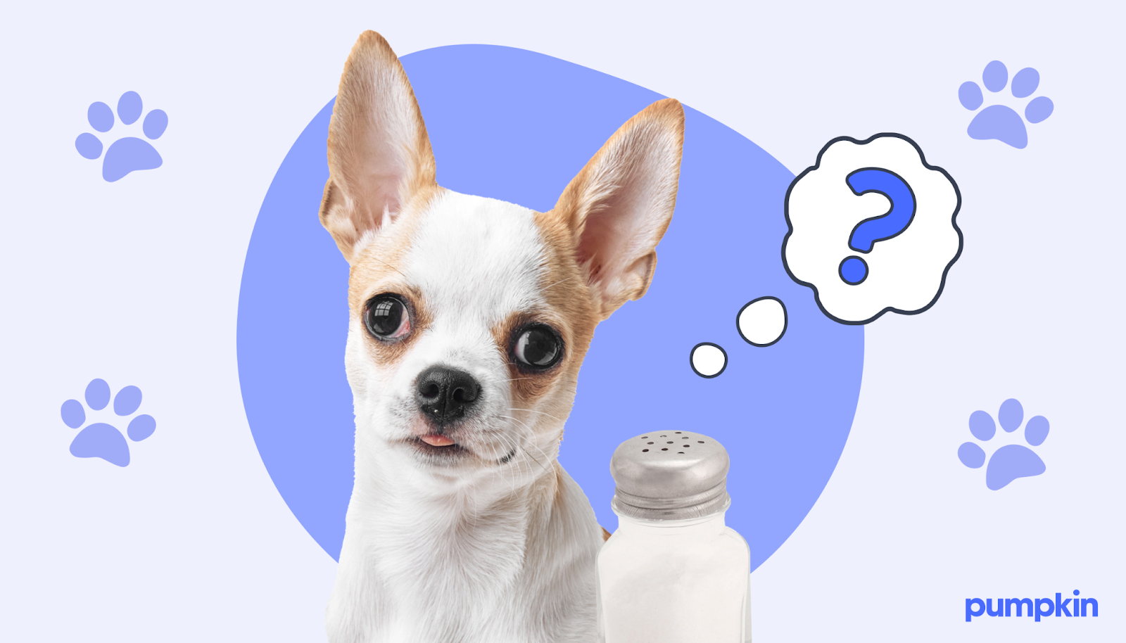 a cute dog next to a salt shaker and question mark