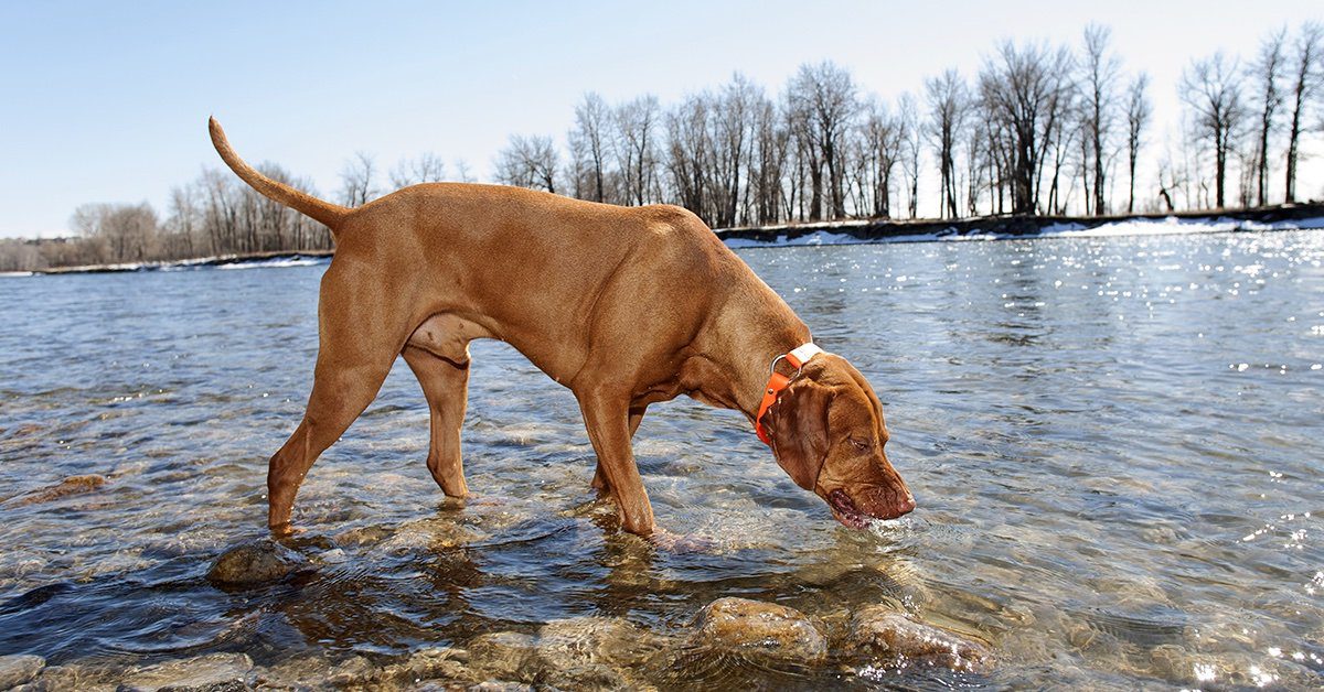 Over the counter clearance giardia treatment for dogs