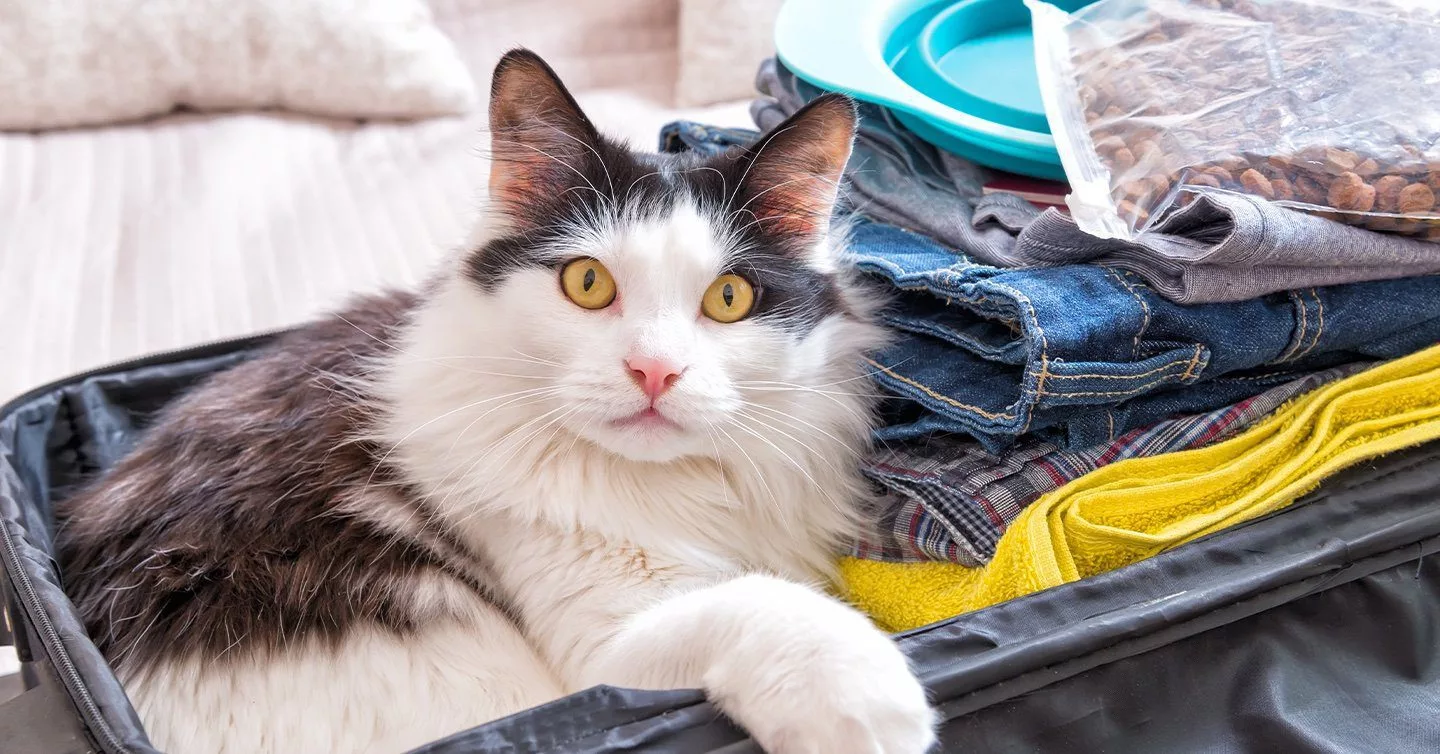 Travelling with your cat