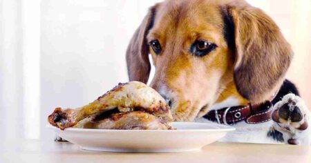 Dog sniffing a plate of chicken