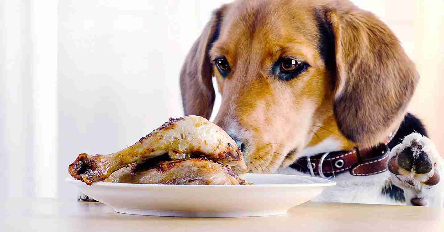 Dog with a plate of chicken