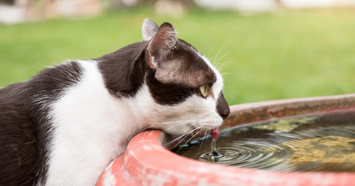 Giardia in Cats: Symptoms & Treatment | Pumpkin®