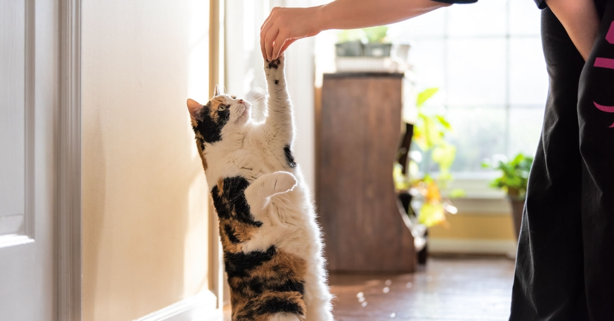 a calico cat standing on its hind legs pawing a human hand