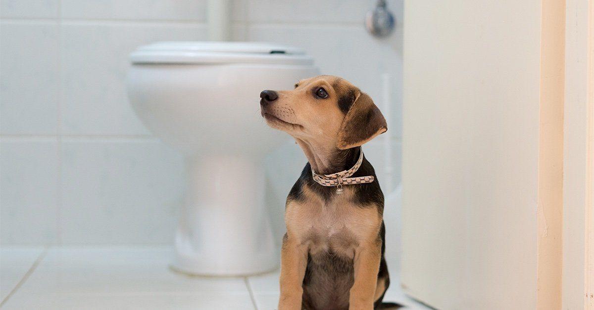 how do you tell if your dog has a urinary tract infection