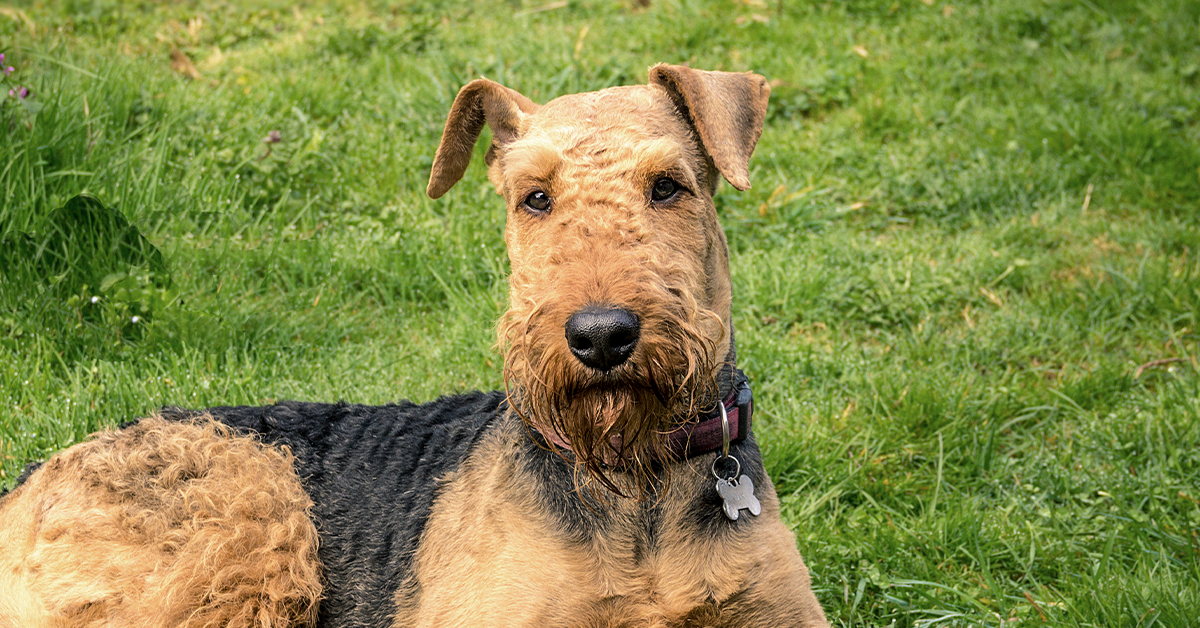 are airedale terriers hard to train