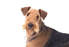 Senior best sale airedale terrier