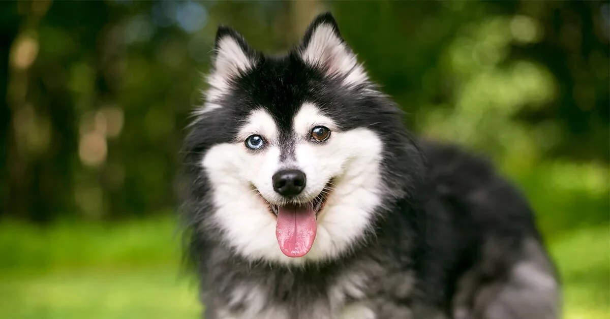 Alaskan Klee Kai - Dog Breed Information  Alaskan klee kai, Dog breeds,  Rare dog breeds