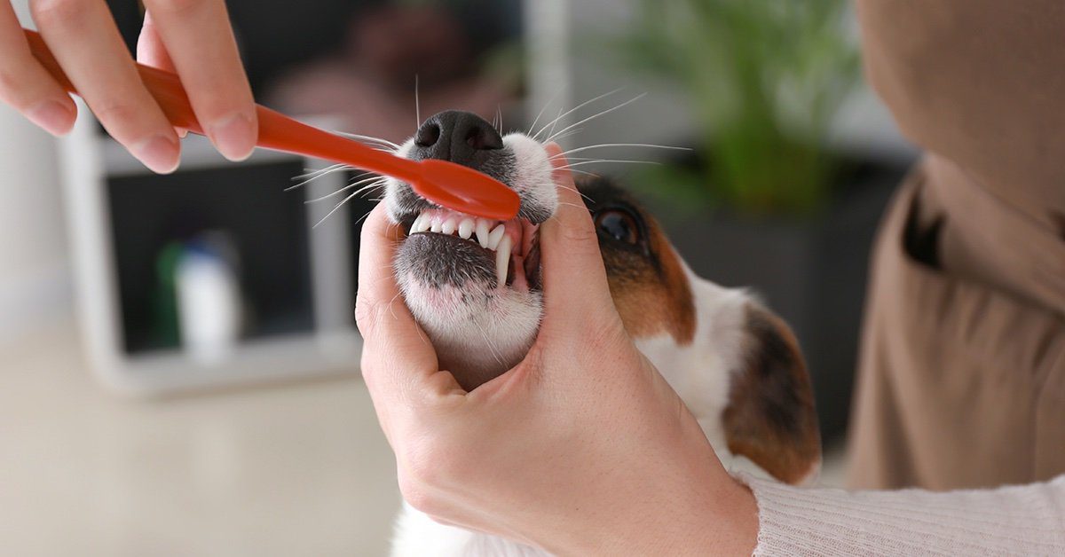 assignment dog teeth cleaning