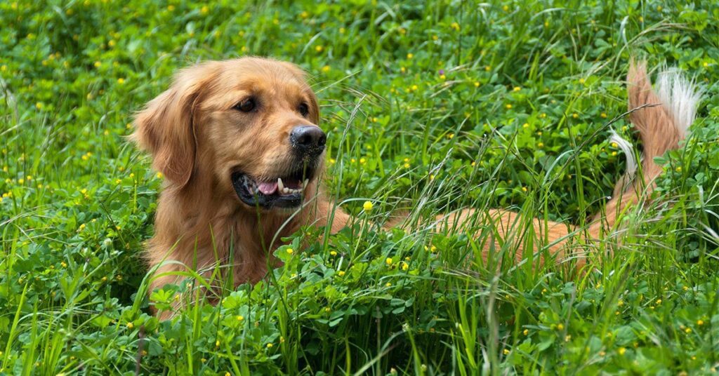 a happy golden retriever laying in tall grass