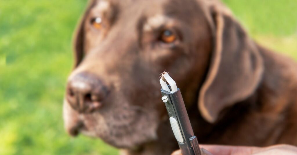 a dog having a tick removed from its face