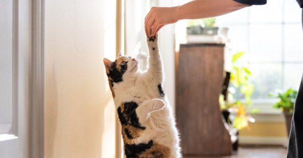 How To Train A Cat: The Beginner's Guide to Good Kitty Behavior — Pumpkin®