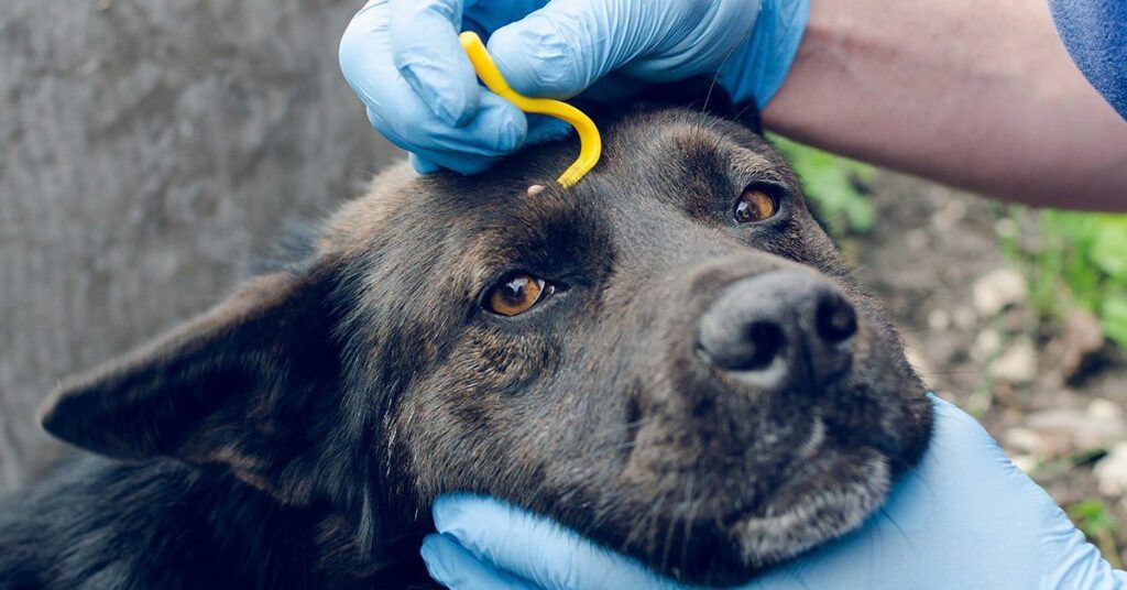 person with gloves removing tick from a dog's face with tick removal tool