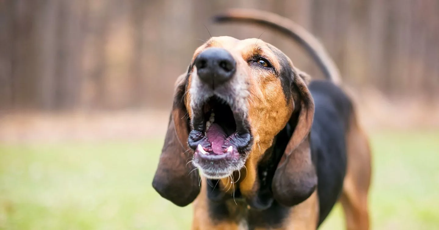 How to Stop a Dog From Barking When People Stand Up: Dog Gone Problems