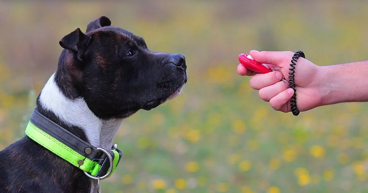 Customized Imprinted Animal Training Clickers