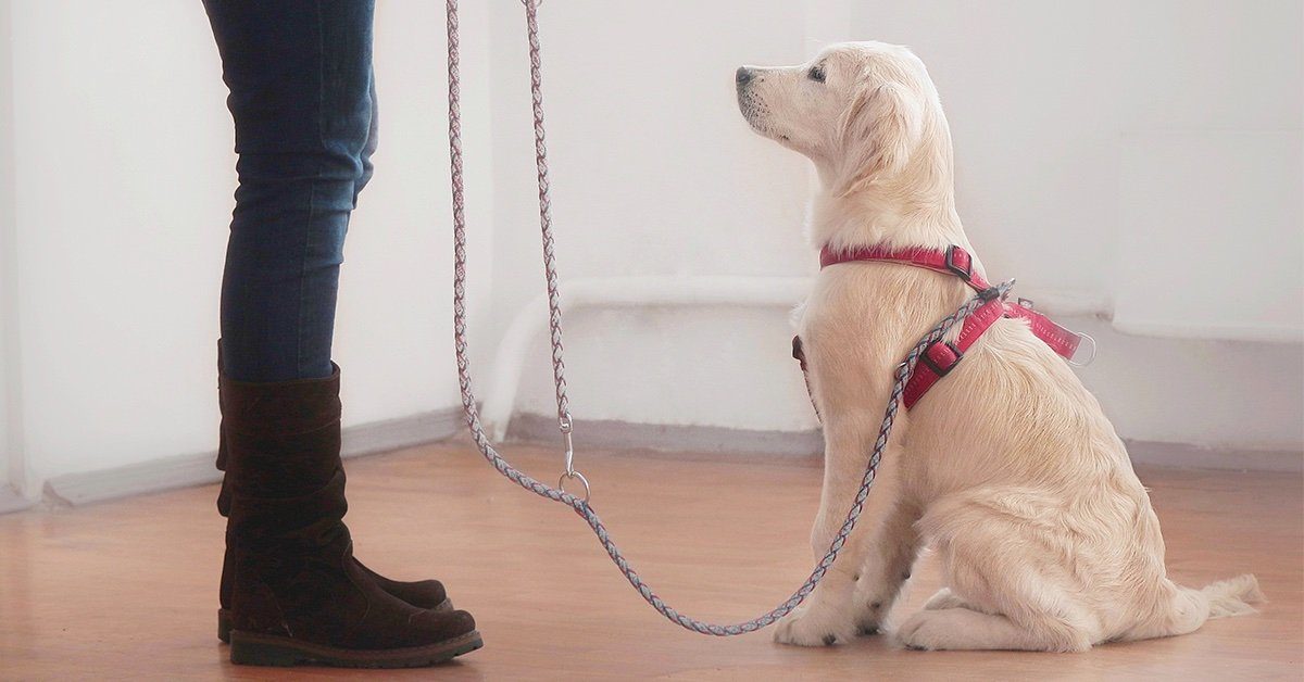 how do you leash train a puppy that wont walk
