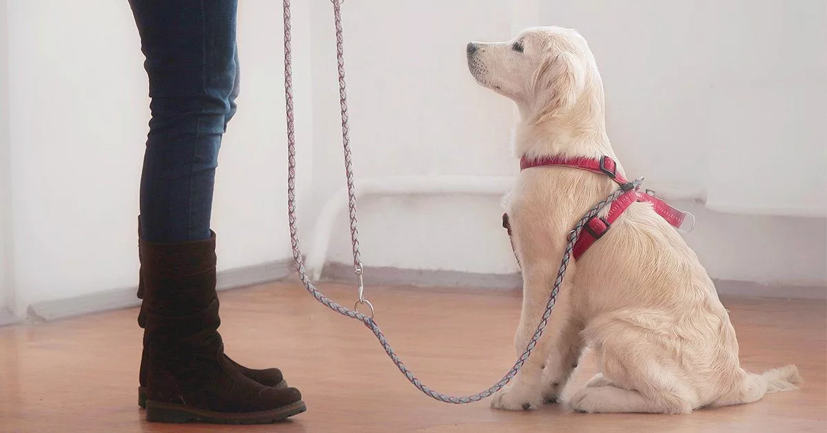 How old puppy outlet walk on leash