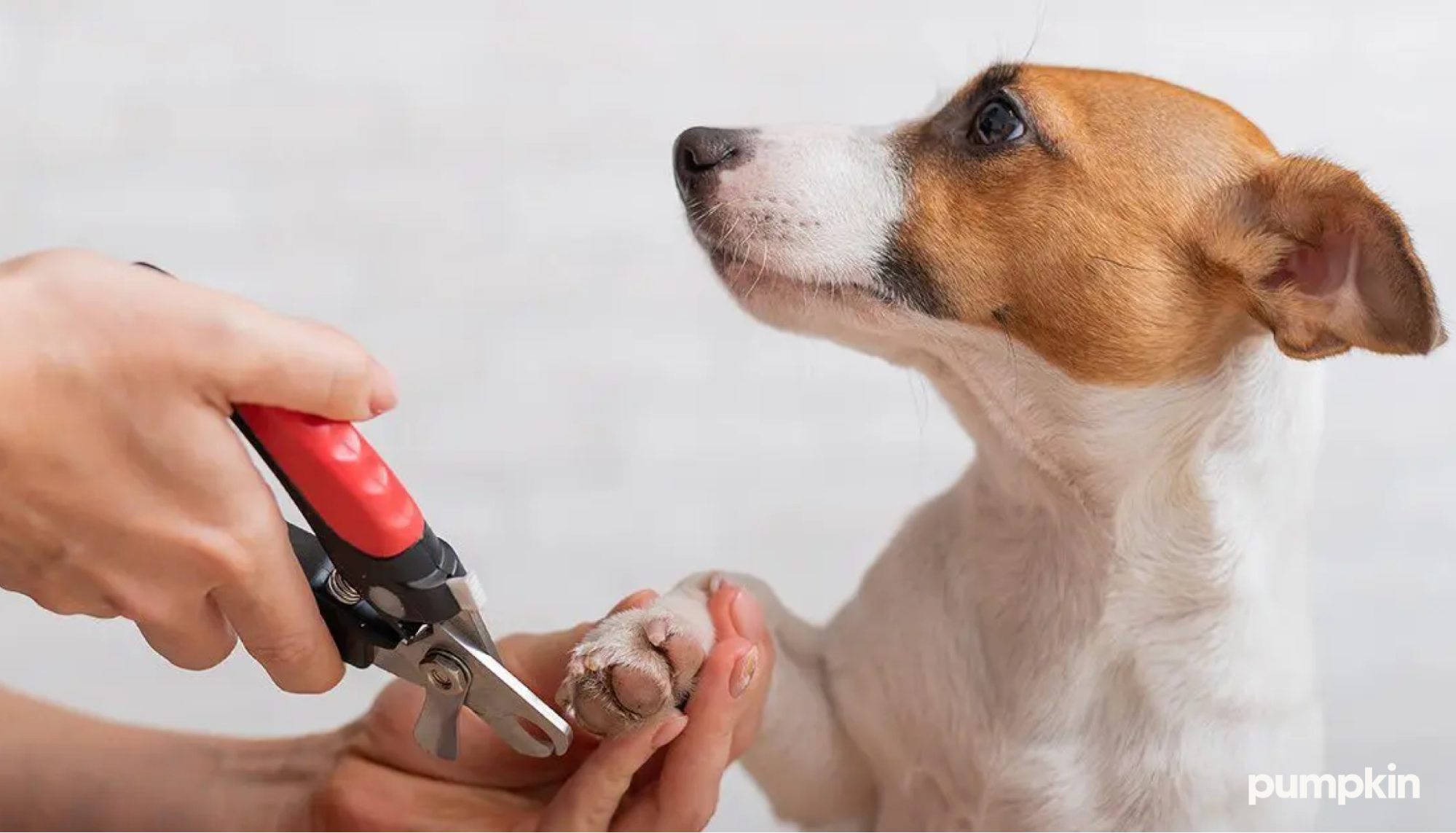 How to safely cut your dog’s nails