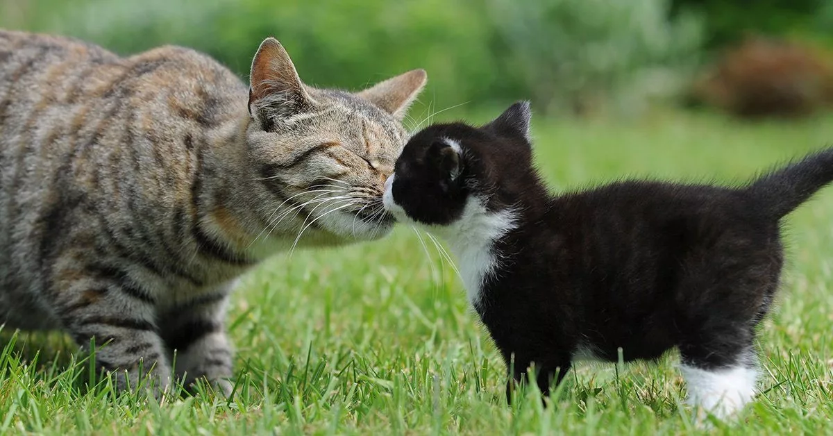 Introducing two kittens to an best sale older cat