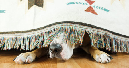 cute dog hiding under bedspread with paws and snout peeking out