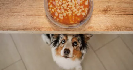 can dogs eat pumpkin australia