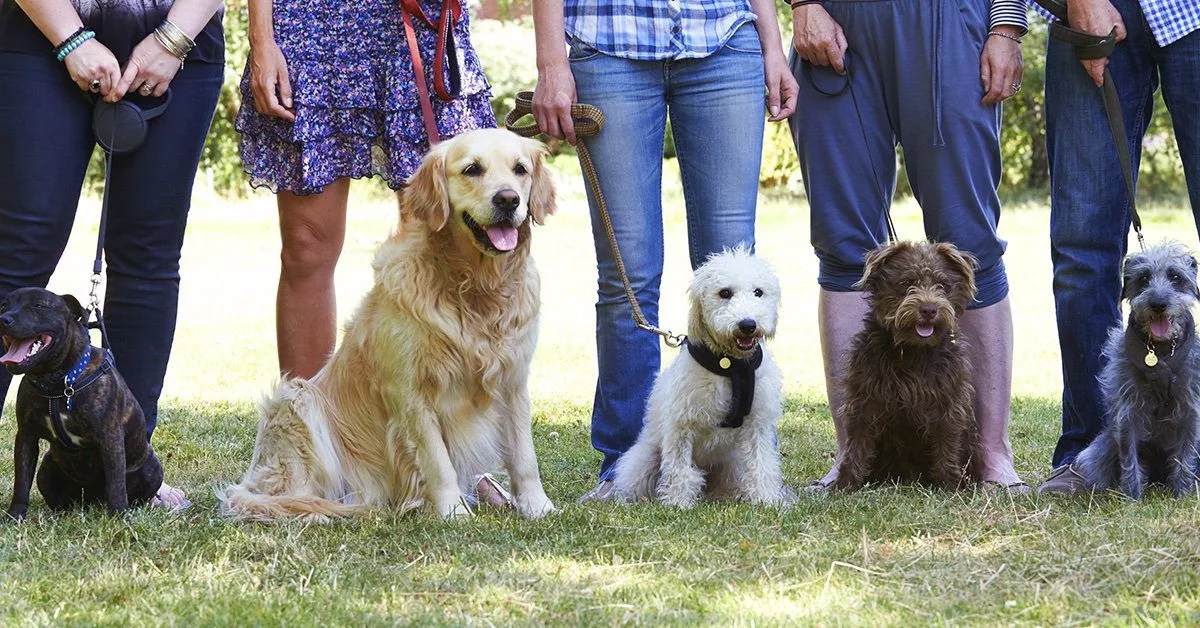 One on one sales dog obedience training