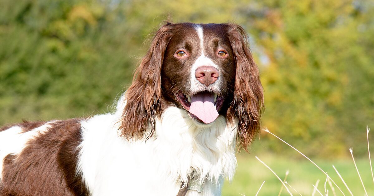 whats the difference between a cocker and springer spaniel