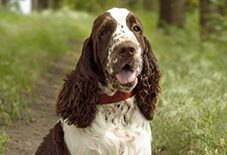 are springer spaniels aggressive