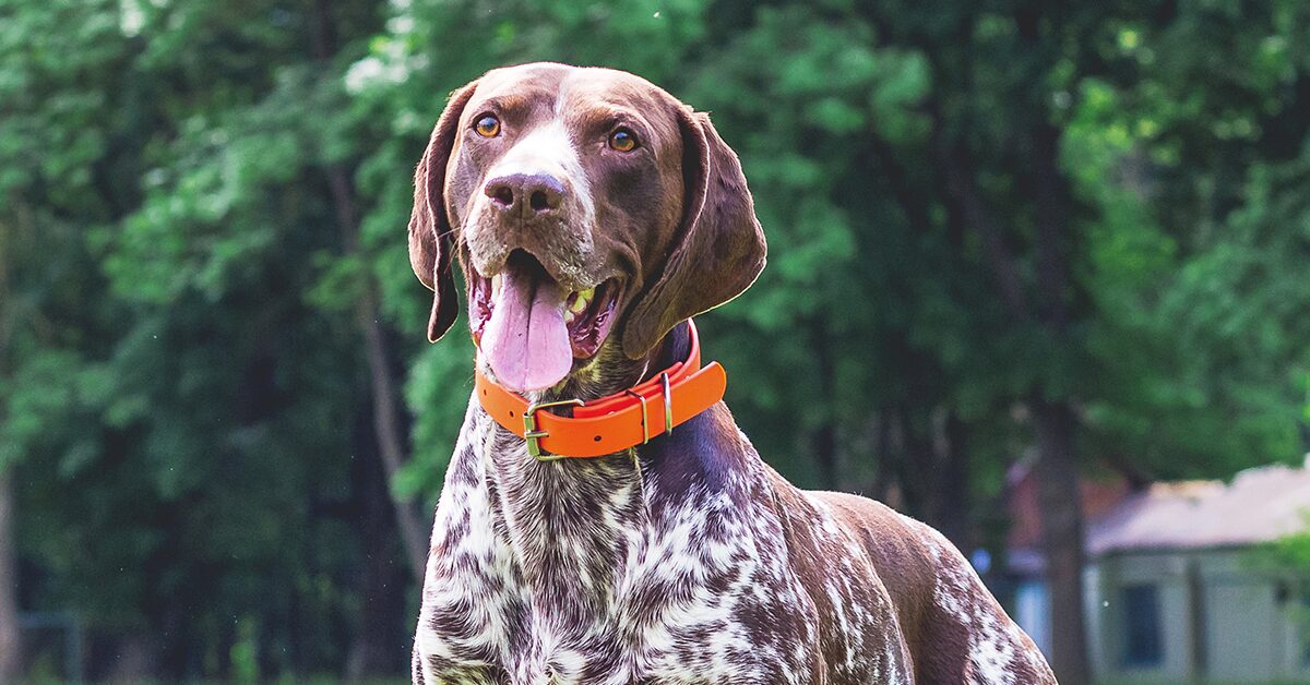 Do German Shorthaired Pointer Shed