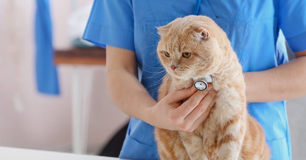 cat-vet-visits-how-often-tips-guidelines-pumpkin