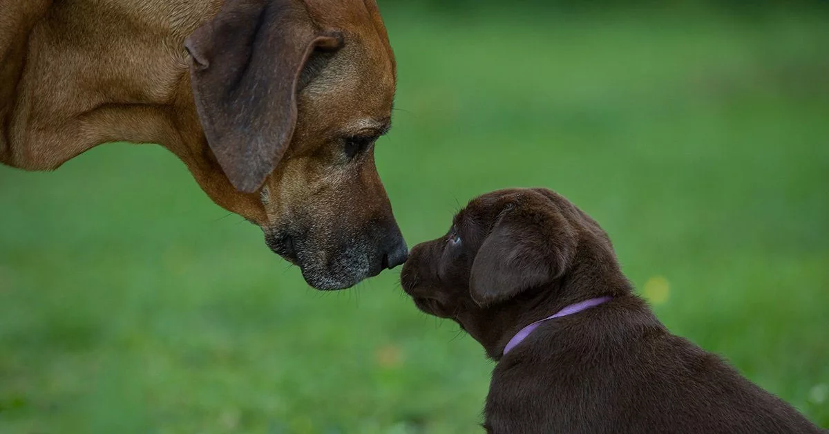 K-9 Expert Reveals the Warning Signs a Dog Is 'Resource Guarding' Your Baby