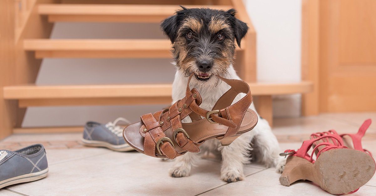 Ten ways to puppy proof your home