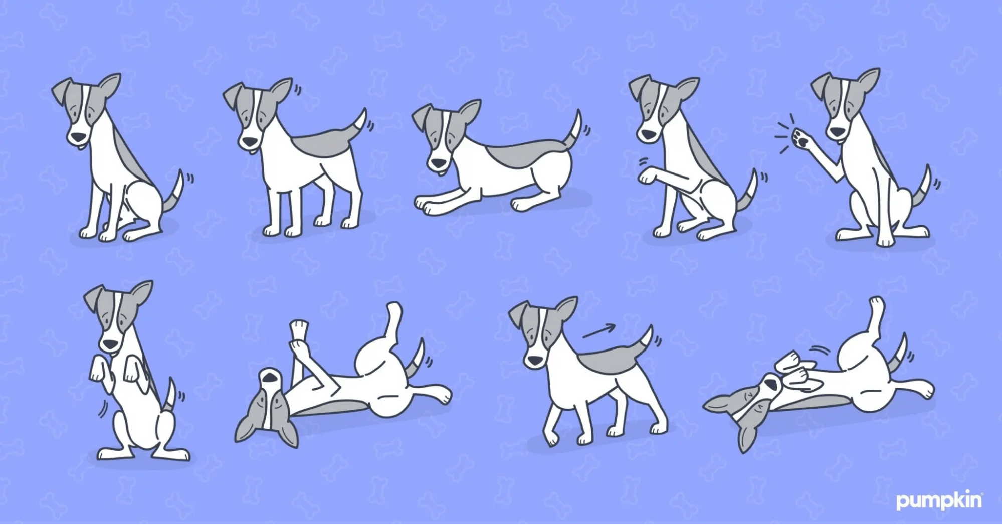 visual illustrations of fun Tricks to teach your dog