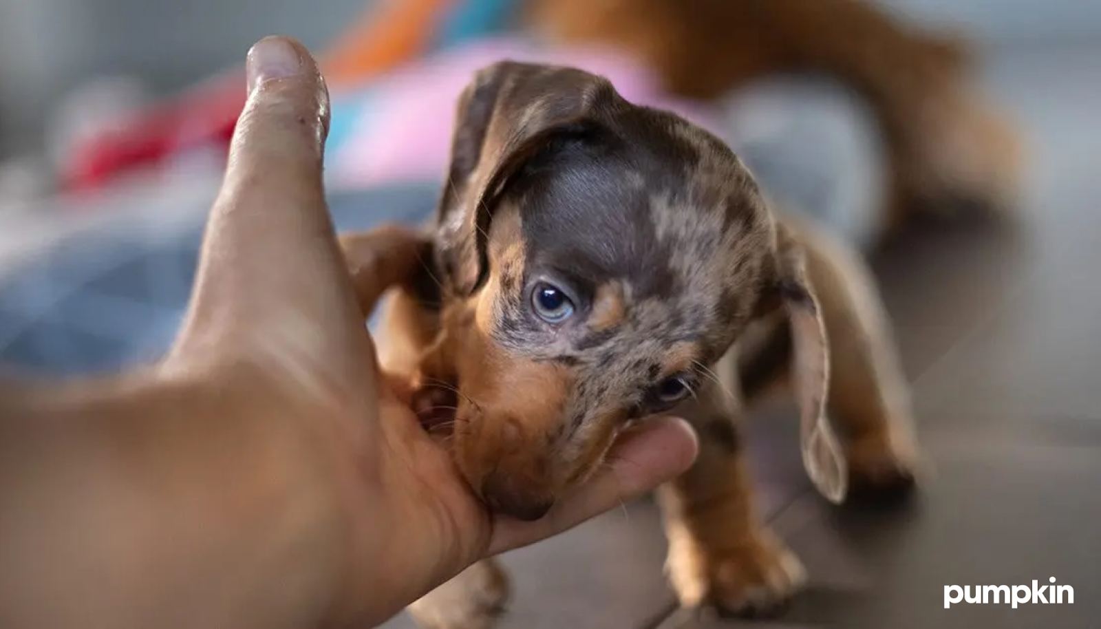 a very young puppy biting a hand playfully