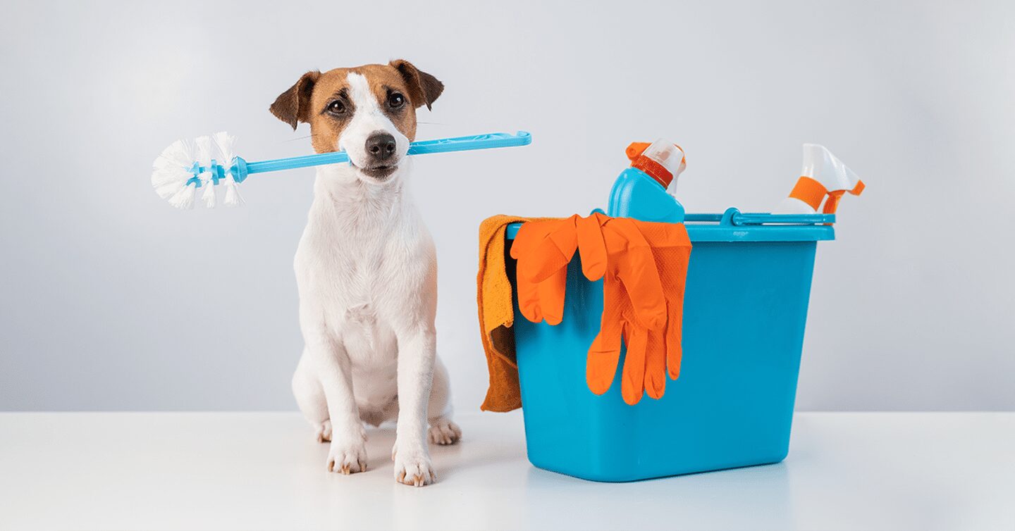 How to Keep Spring Cleaning Safe for Pets