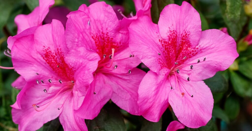 rhododendron-poisonous-plants-for-dogs