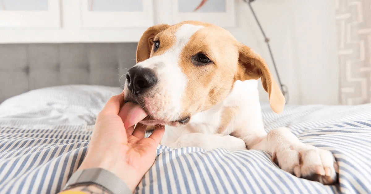 Dog licking person’s hand