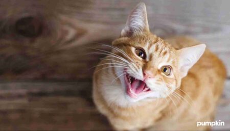 Orange cat meowing up at owner