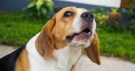 a beagle barking outside