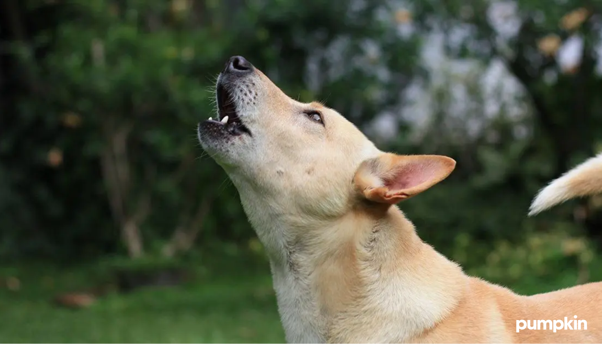 Dog tipping his head back and howling