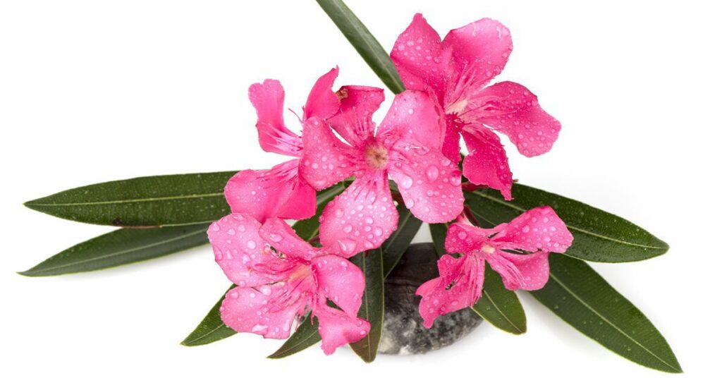 oleander-poisonous-plants-for-dogs