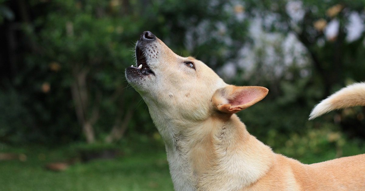 Why Do Dogs Howl 